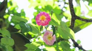 唯美治愈清新月季