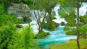 护眼树林流水