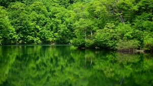 4K林中绿水