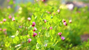 春天豌豆花