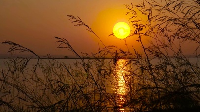 唯美芦苇夕阳下