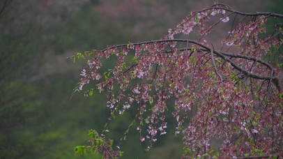 放松雨中樱花