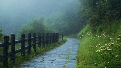 绿色山林下雨4K