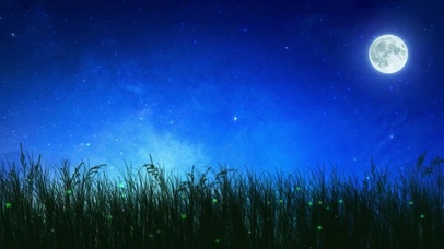 夜,萤火虫和星空