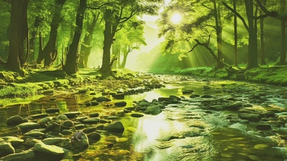 绿色护眼森林浅滩