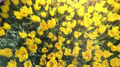 满园春景，萤光闪烁