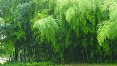 清凉雨天护眼翠竹林