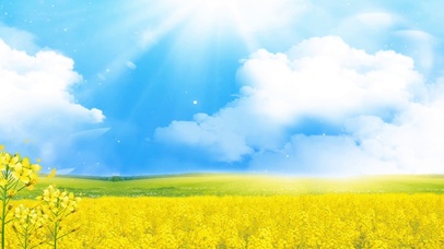 蓝天下油菜花