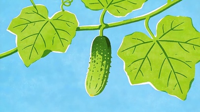清新黄瓜