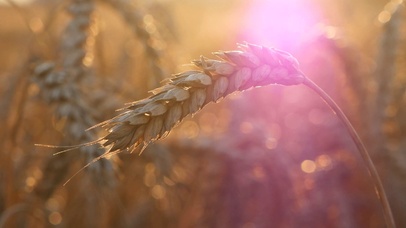 4K 高清 小麦和玉米日落