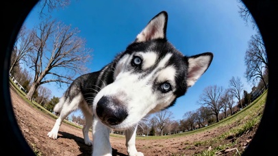 可爱鱼眼视界的二哈萌探奇遇记