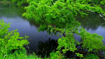 护眼绿树湖边