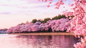樱花落