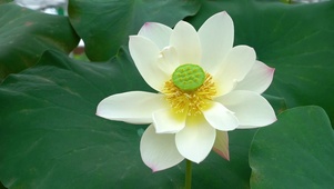 超美夏季荷花