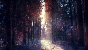 森林里的一束光