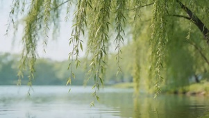 河岸翠柳