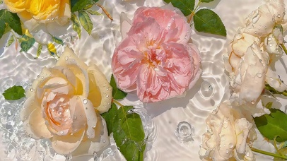 小清新鲜花
