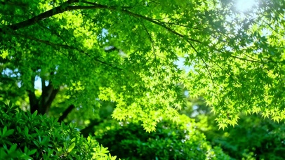 护眼阳光绿叶4K