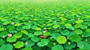 唯美绿色荷花塘