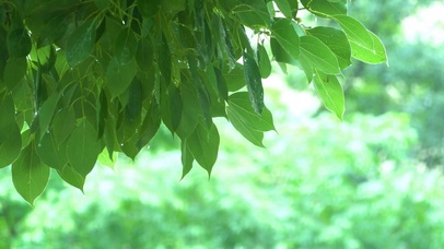 清新绿叶细雨2