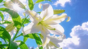 清新百合花