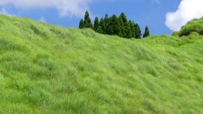 夏天的风吹过自由的我