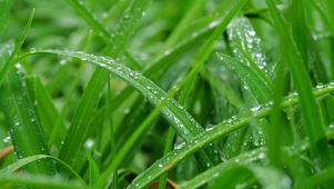 小草绿水