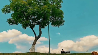 唯美大树4K屏保②