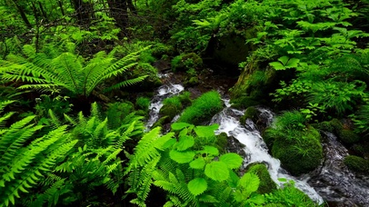 护眼绿草树林流水