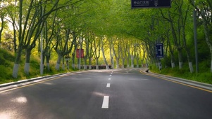 4K梧桐大道