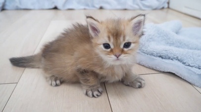 小奶猫的日常玩耍