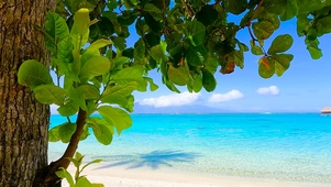 树荫海滩海浪
