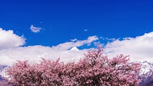 4K西藏风景林芝桃花雪山天空
