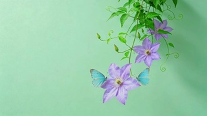 治愈花与蝴蝶