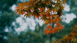 雨中枫叶