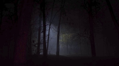 4K 高清 雾蒙蒙的秋日森林