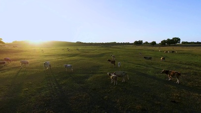 4K 高清 夏季农村与放牧奶牛