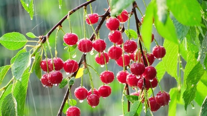 雨中红樱桃