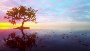 夕阳枫树飘落叶