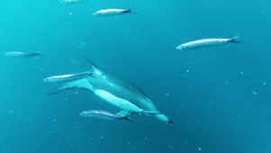 海豚