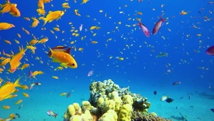 海底世界