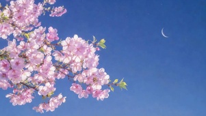 蓝天樱花弯月唯美壁纸