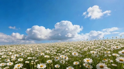 小雏菊花海