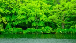 雨中绿树林湖面