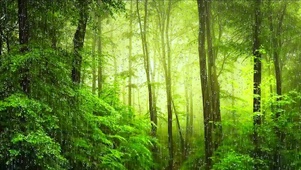 唯美治愈小雨