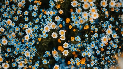 唯美小清新鲜花
