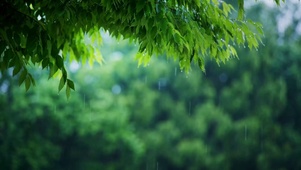 春雨