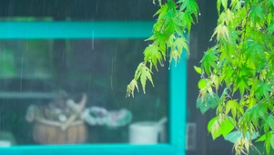 绿叶雨