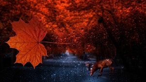 窗外的秋雨