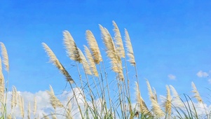 治愈风中芦苇4K